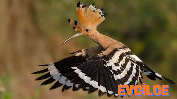 Efsanevi Kuş İsimleri