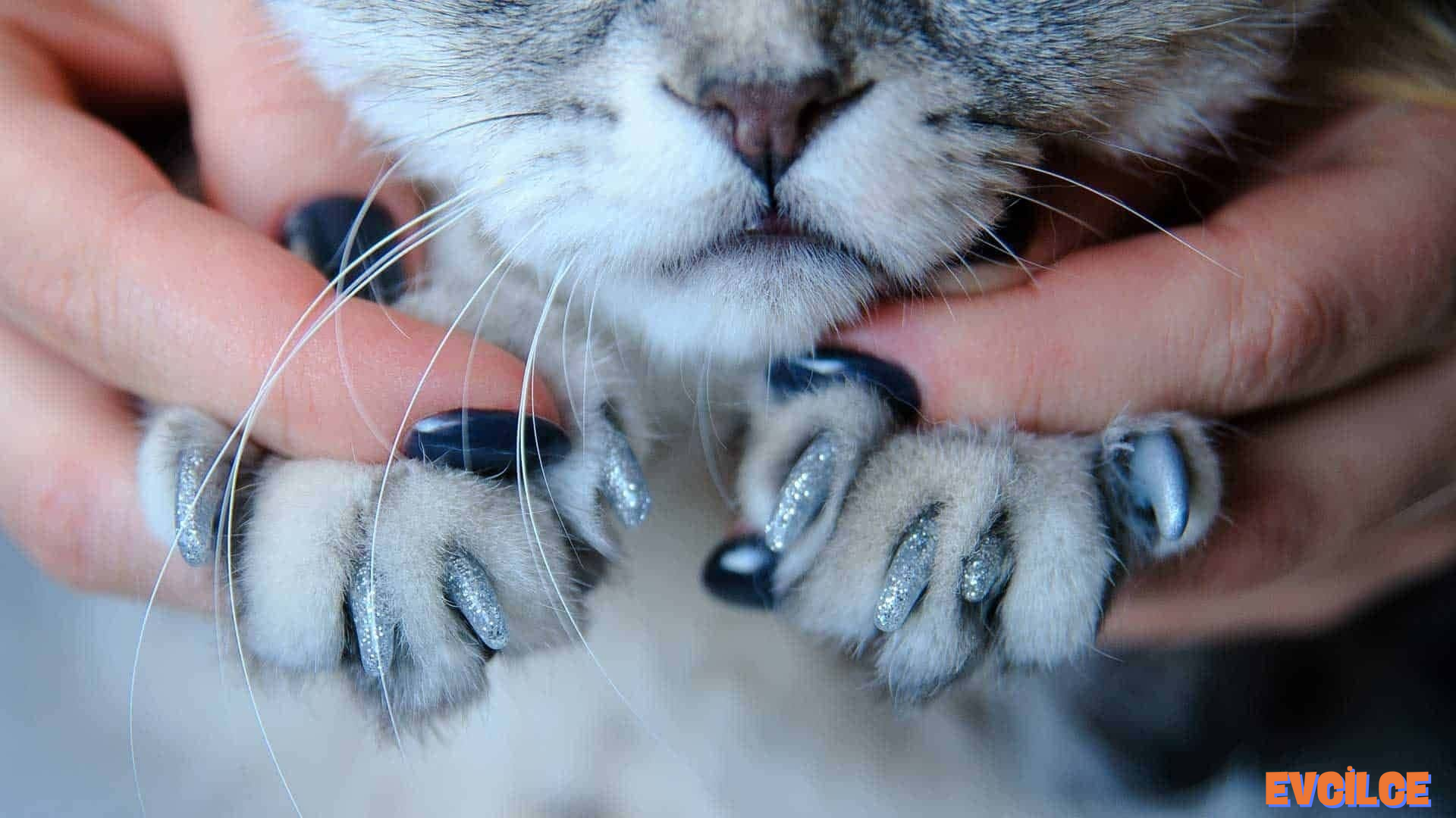 kedi tırnağı nasıl kesilir
