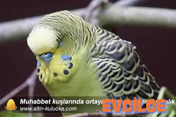 Muhabbet Kuşu Hastalıkları